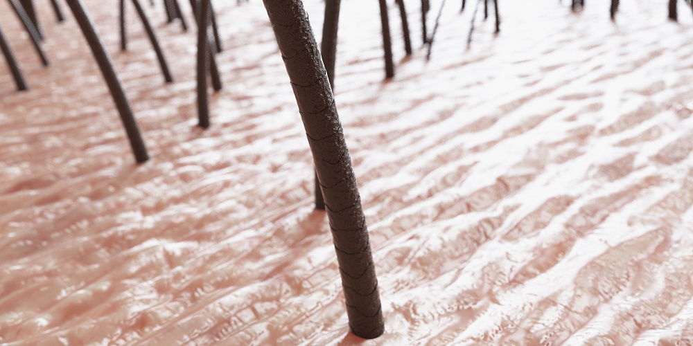 Fully Mature Hair Follicles Generated in the Lab as Cultured